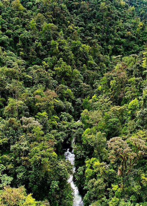 mindo-cloud-forest (1) - Birdwatching & Galapagos