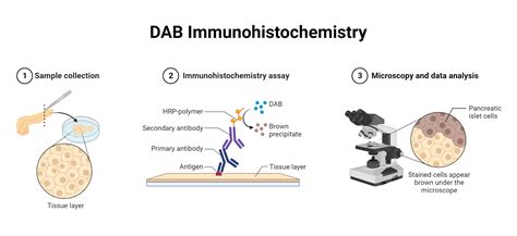 DAB Immunohistochemistry | BioRender Science Templates