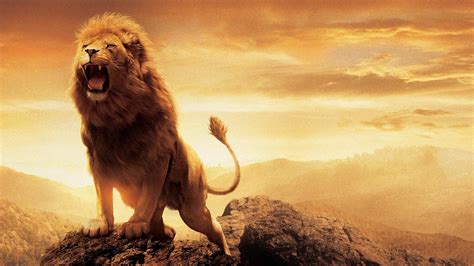 Lion Full HD 1080p Wallpapers ~ LatestWallpaper99