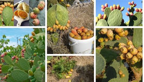 10 secrets for growing prickly pear in your garden | My desired home