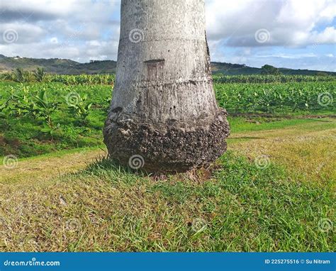 Palm Tree Roots Sticking Out of the Ground. Palm Tree Root Ball ...