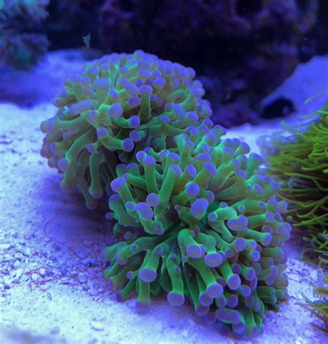 Medium Frogspawn Coral Frag – Colorado ... | Saltwater aquarium fish ...