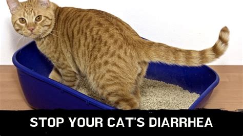 How to stop your cat's diarrhea || cat diarrhea treatment ...