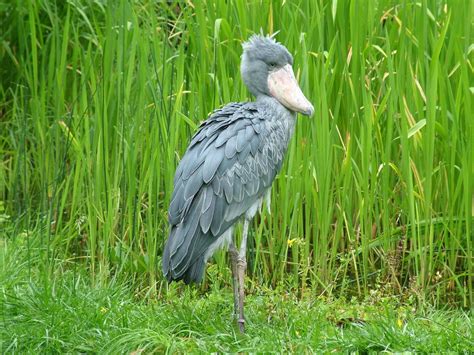 Shoebill Stork– Facts, Size, Sound, Habitat, Pictures