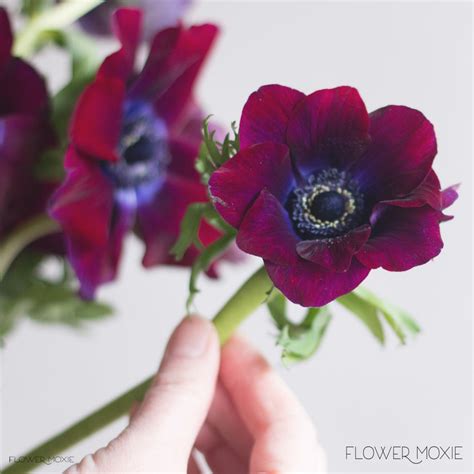 Burgundy Anemone Flower | DIY Wedding Flowers | Flower Moxie