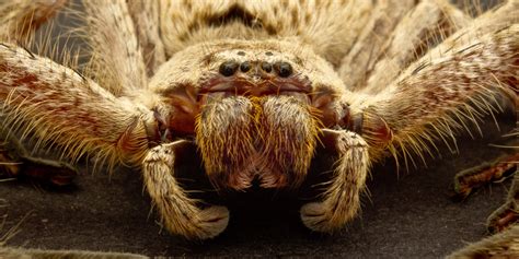 Huntsman Spider: Top 10 Facts (PICTURES) | HuffPost UK