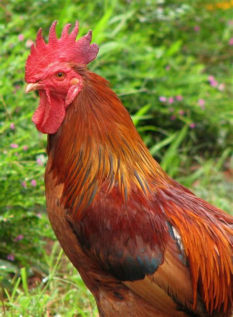 Crítico ángulo Abiertamente información sobre gallos de pelea represa ...