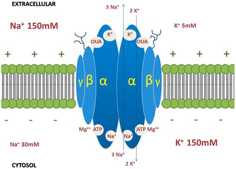 Molecules | Free Full-Text | Na/K Pump and Beyond: Na/K-ATPase as a ...