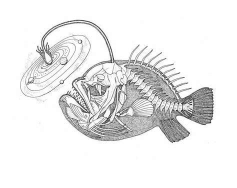 Angler Fish Skeleton Scientific Anatomy Drawing OE-01 Fine Art Print of ...