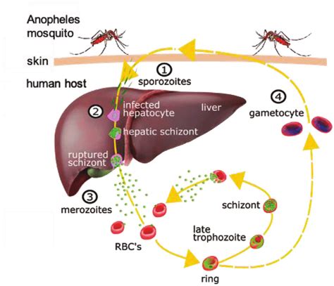 Malaria life cycle in the human body. Upon the Anopheles mosquito bite ...