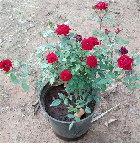 Creative Farmer Red Rose Plant (Button Rose) Strong Stem Without Pot ...