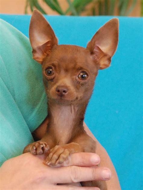 Marinetta, a chocolate Chihuahua puppy for adoption.