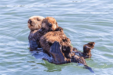 Otters Holding Hands: Why Do They Do it? - Wide Open Spaces