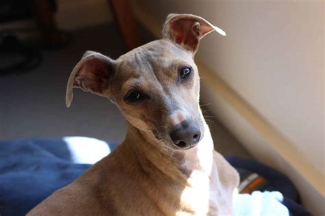 Italian Greyhound (character, nutrition, care)