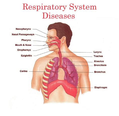 Respiratory Diseases: Symptoms, Causes and Treatment