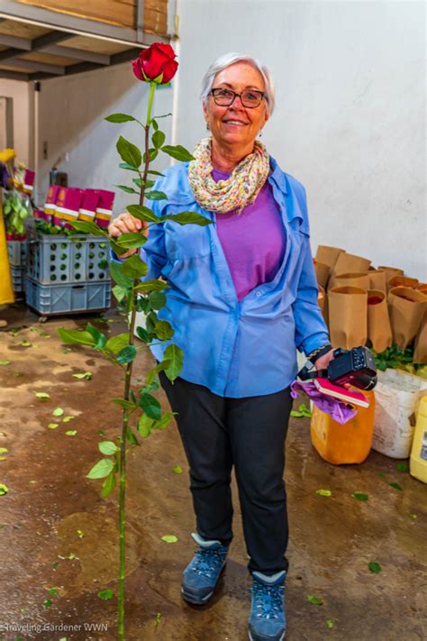 Roses of Ecuador | A Traveling Gardener