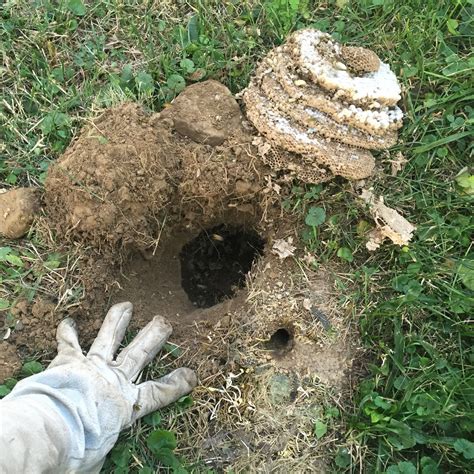 Ground Bee Removal And Control Pittsburgh, Pennsylvania (PA) - The Bee Man