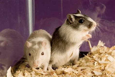 Hamster Vs Mouse - Which One Makes the Better Pet? - Hamster Spruce