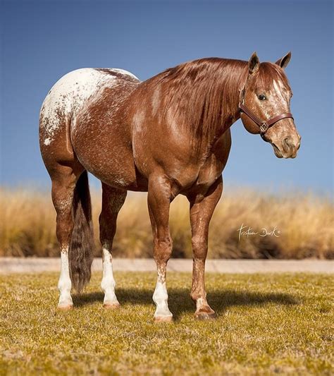 Appaloosa Mule Horses | Horses, Appaloosa horses, American saddlebred ...