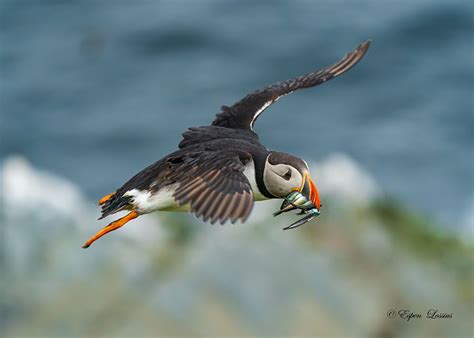 Photographing Puffins in Norway