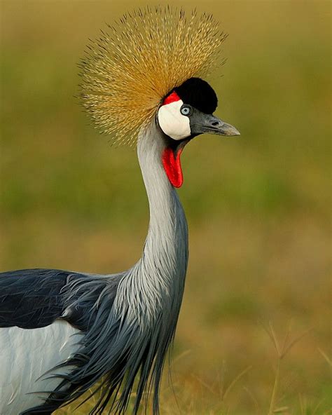 African Savanna Birds Flying - Pets Lovers