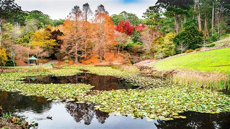 Mt Lofty Botanic Garden Photowalk - Scene