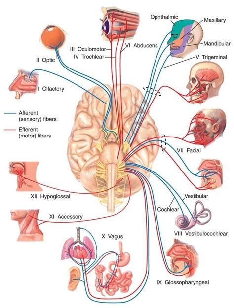 Cranial nerves | Brain anatomy, Human anatomy and physiology, Medical ...