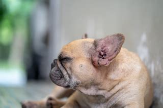 French Bulldog Skin Allergies: Causes, Symptoms & Treatments