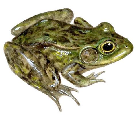 Mink frog - Alchetron, The Free Social Encyclopedia