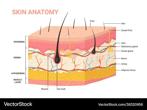 Layers Of Human Skin Labeled