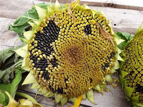 How to Harvest Sunflower Seeds, a Helpful Guide, With Images