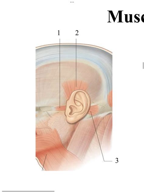 external ear muscles Diagram | Quizlet