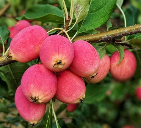 Evereste Crabapple - Semi-Dwarf _ Fruit Trees | Crabapple tree, Crab ...