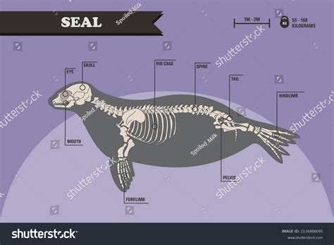 Anatomy Harbor Seal Seal Skeleton Stock Vector (Royalty Free ...