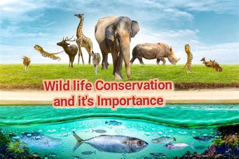 Philosophy And Significance Of Wildlife Conservation | by ...