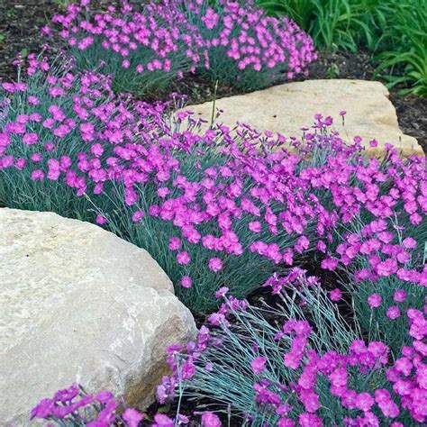 Flowering Ground Cover Perennials For Sun