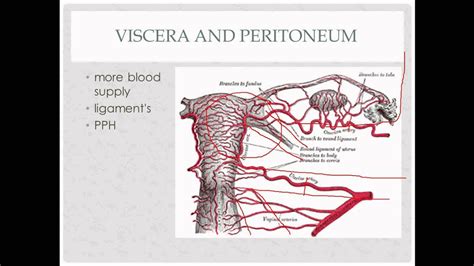 anatomy review - for OB GYN rotation - YouTube