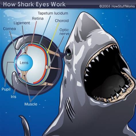 Shark eye is as advanced as its hunting technique