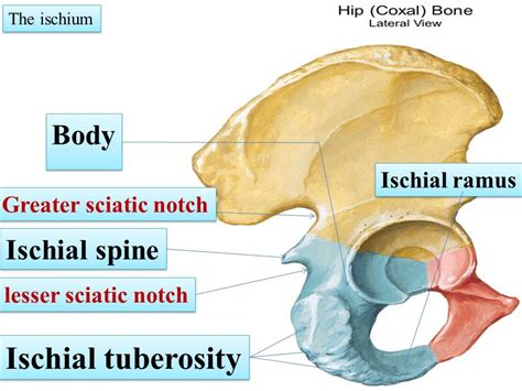 Bones of the gluteal region The Hip bone The hip bone is made of ...