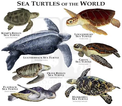 Sea Turtles of the World Poster Print - Etsy | Sea turtle species ...