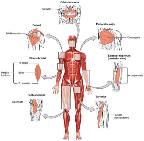 Muscle Origins, Insertions and Levers | Medical Science Navigator