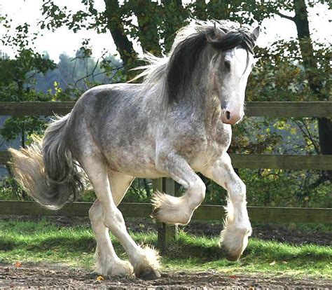 31 best Clydesdale images on Pinterest