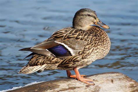 Mallard Duck Photo Gallery and Trivia