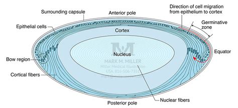 Anatomy of the Lens of the Eye, Cross-section. © The American Academy ...