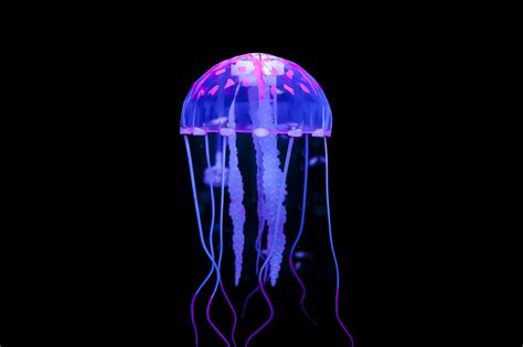 The Most Beautiful And Electrifying Jellyfish On Earth - Awesome Ocean