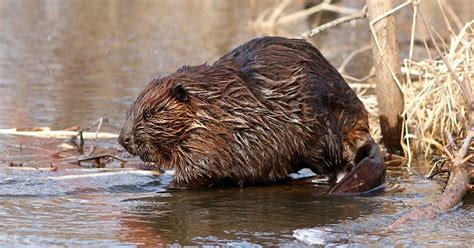 Oregon beaver-killing program suspended by federal officials