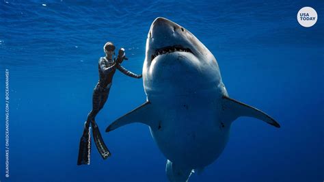 Deep Blue: Giant great white shark may have been spotted near Hawaii