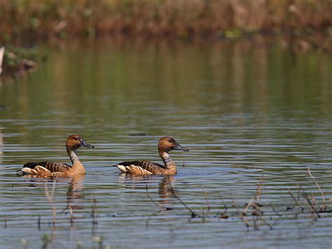 Fulvous Whistling Duck Hunting - Waterfowlers Challenge