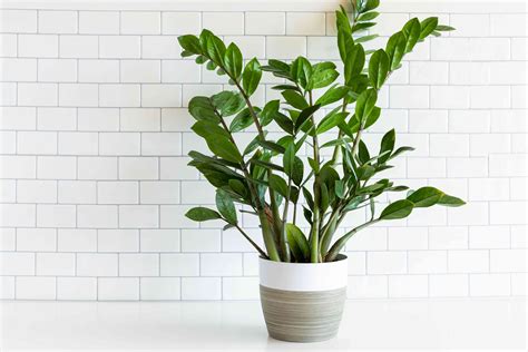 The 10 Best Plants for Your Office or Desk