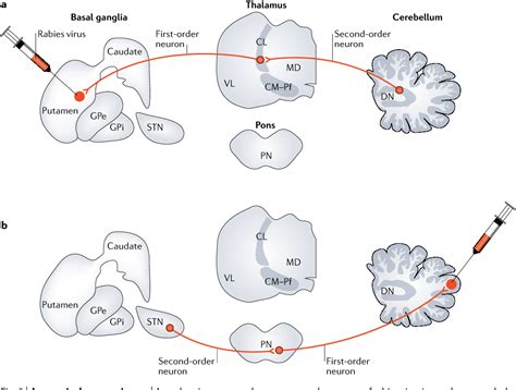 Dentate nucleus | Semantic Scholar